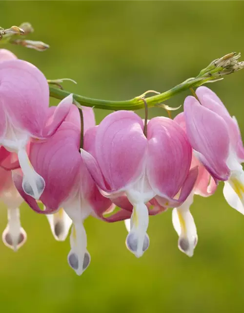 Dicentra spectabilis