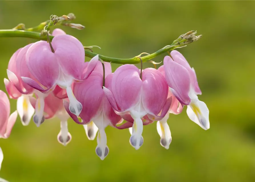 Dicentra spectabilis