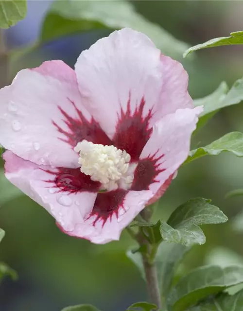 Hibiscus syriacus 'Hamabo'