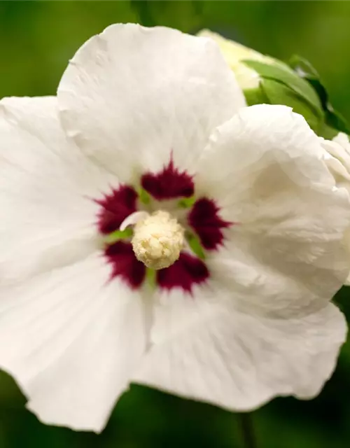 Hibiscus syriacus 'Hamabo'