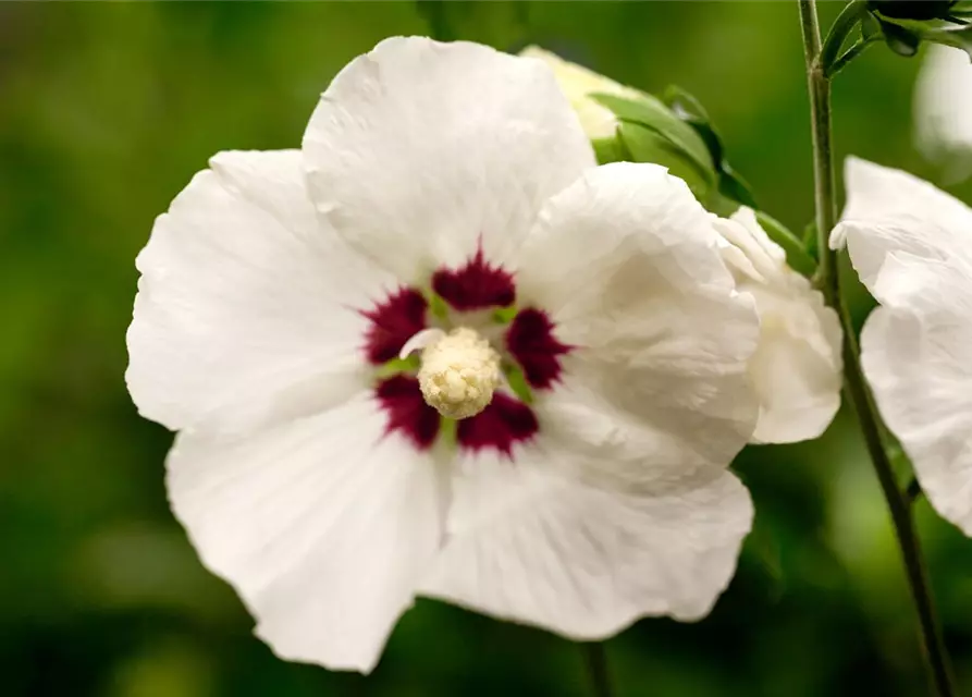 Hibiscus syriacus 'Hamabo'