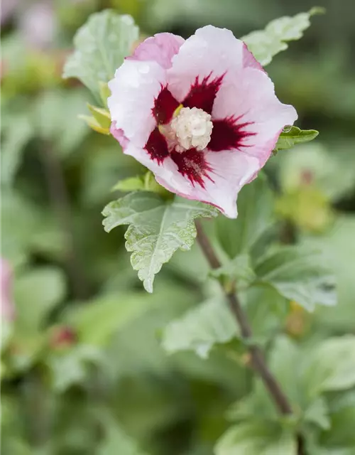 Hibiscus syriacus 'Hamabo'