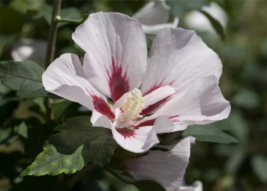 Hibiscus syriacus 'Hamabo'