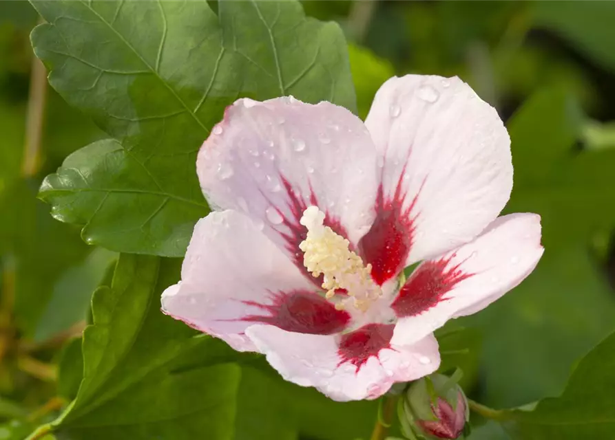 Hibiscus syriacus 'Hamabo'