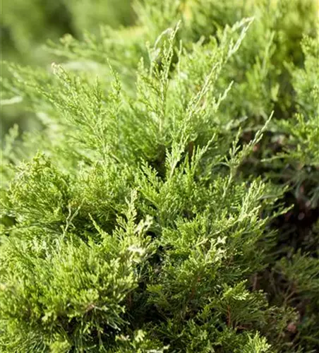 Juniperus x pfitzeriana 'Mint Julep'