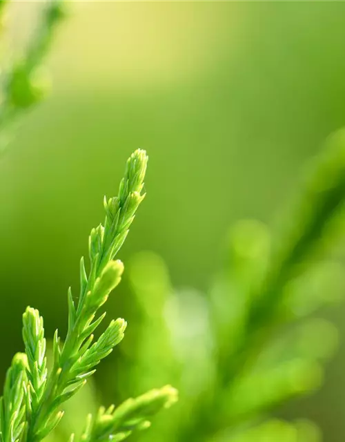 Juniperus x pfitzeriana 'Mint Julep'