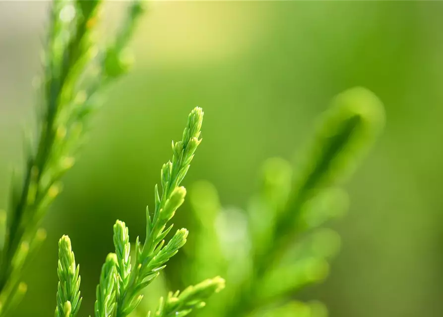 Juniperus x pfitzeriana 'Mint Julep'