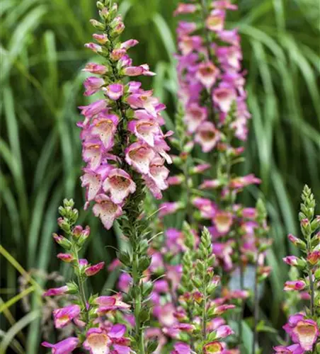 Digitalis purpurea