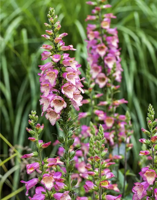 Digitalis purpurea