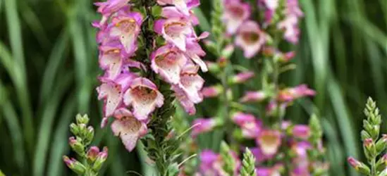 Digitalis purpurea