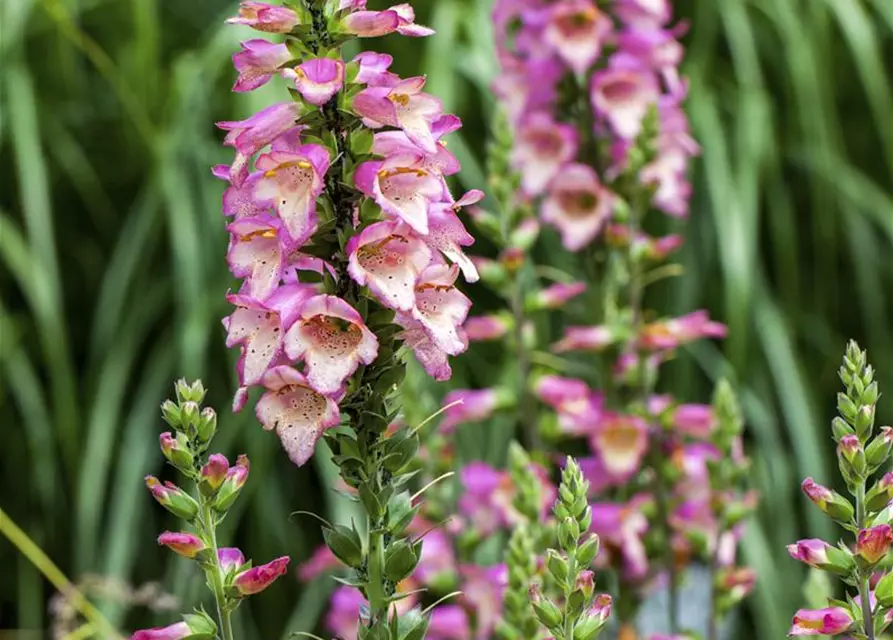 Digitalis purpurea