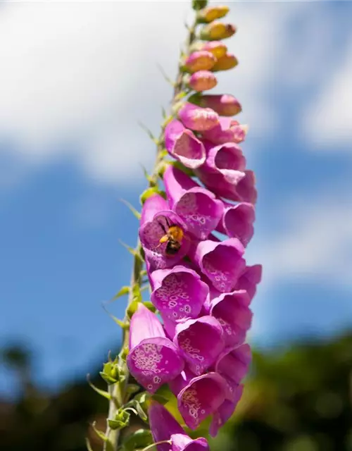 Digitalis purpurea