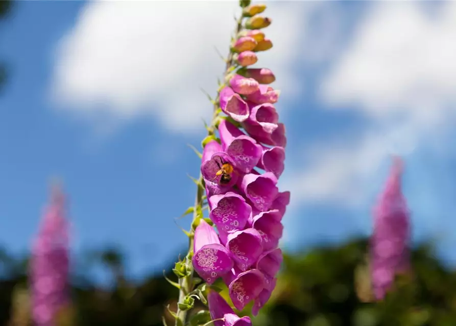 Digitalis purpurea