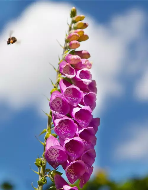 Digitalis purpurea