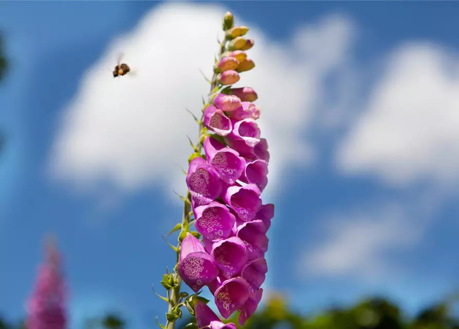 Digitalis purpurea