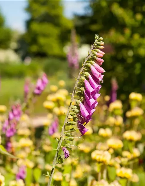 Digitalis purpurea