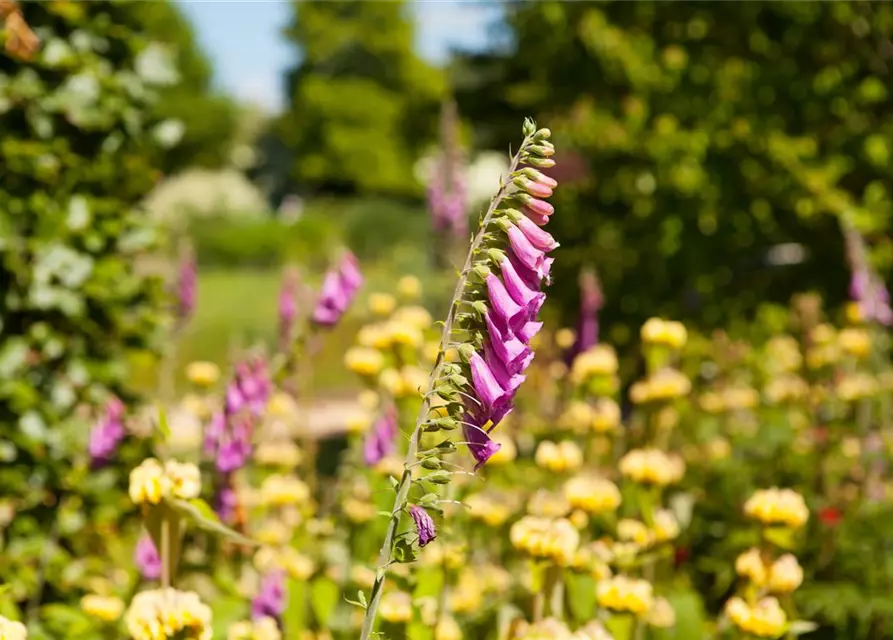 Digitalis purpurea