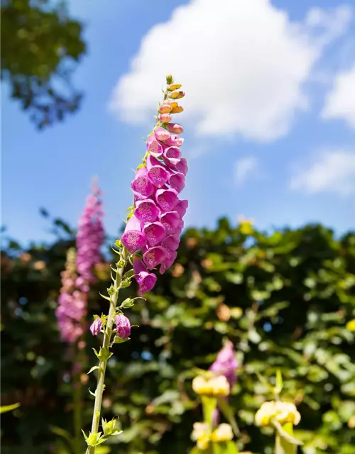 Digitalis purpurea