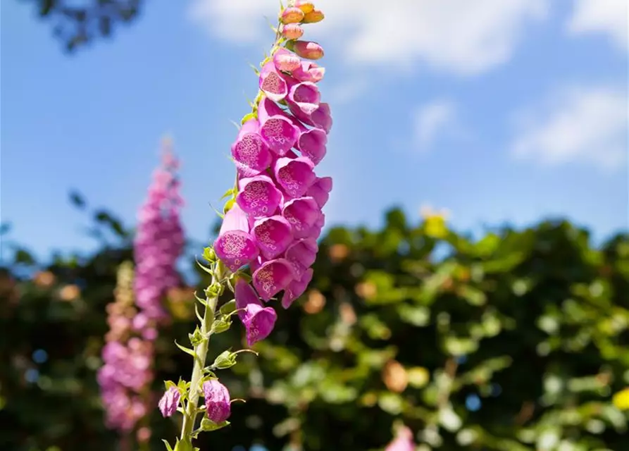 Digitalis purpurea