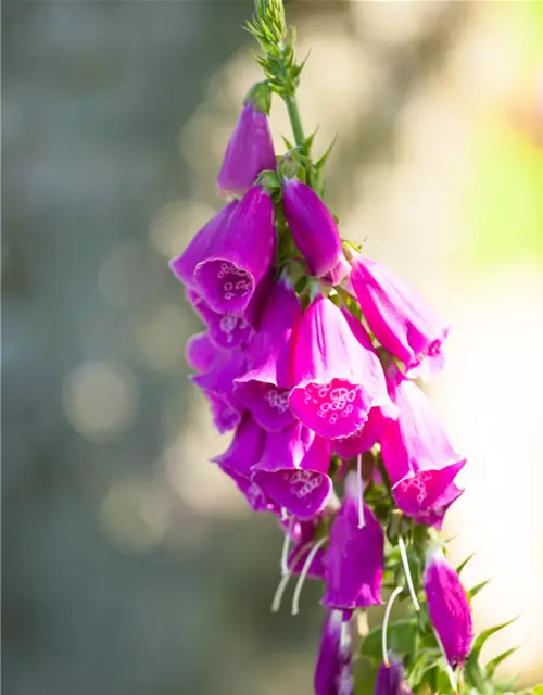 Digitalis purpurea