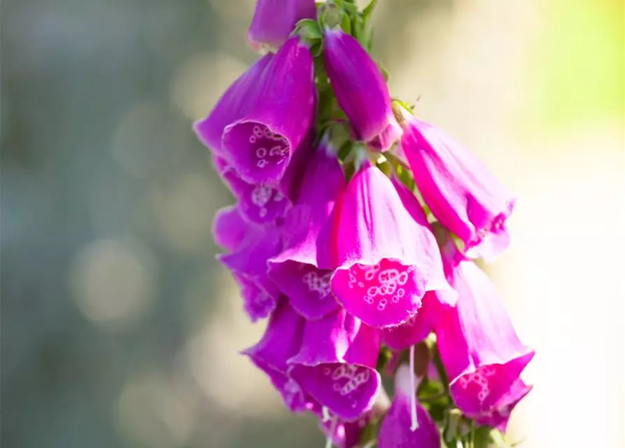 Digitalis purpurea