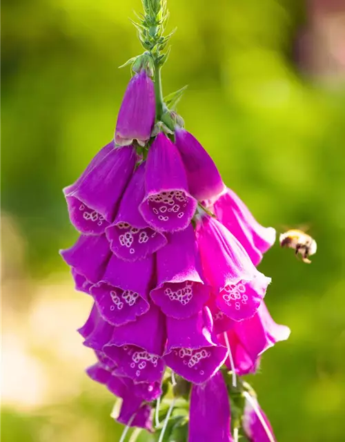 Digitalis purpurea