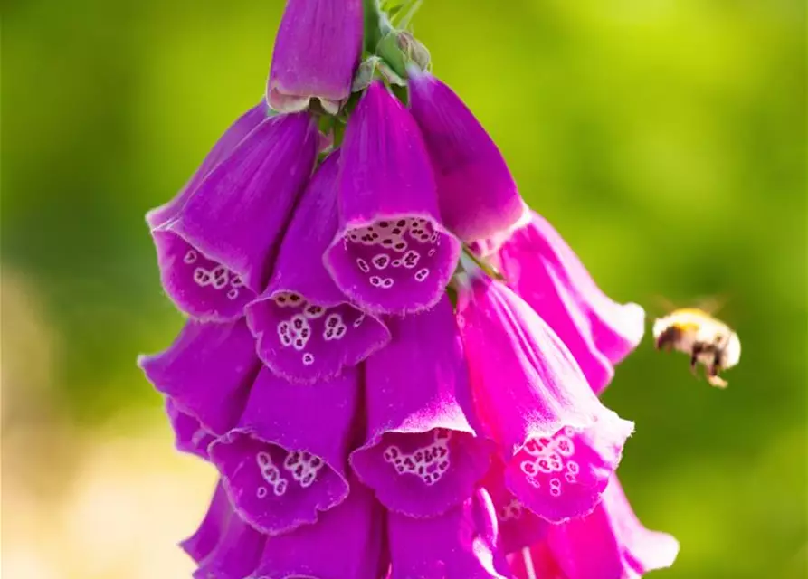 Digitalis purpurea