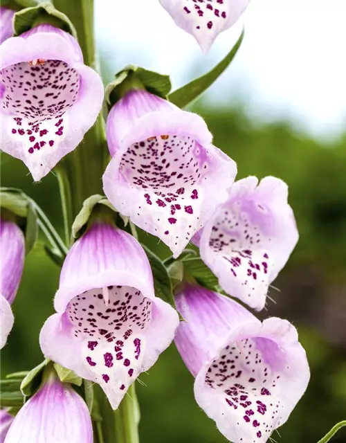 Digitalis purpurea