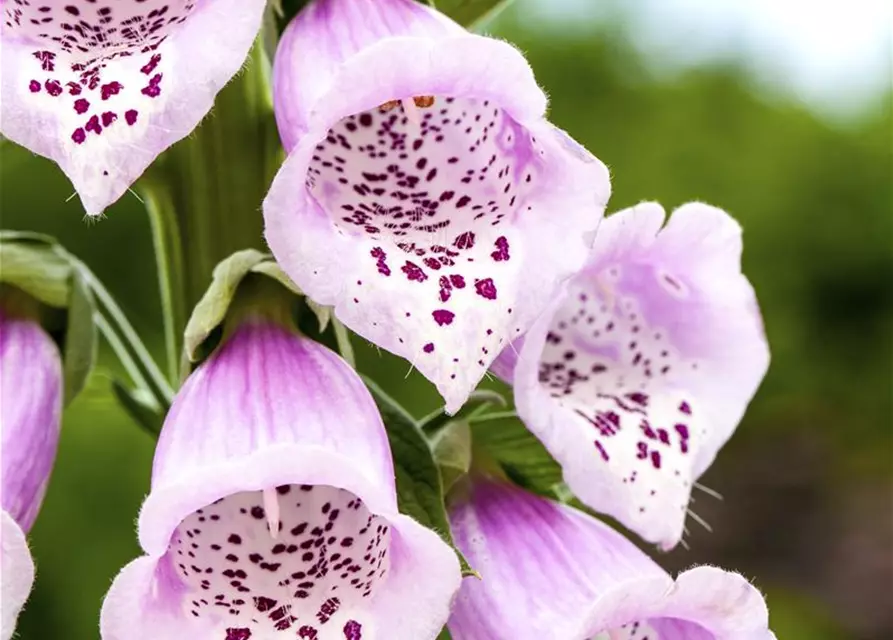 Digitalis purpurea