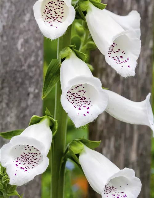 Digitalis purpurea