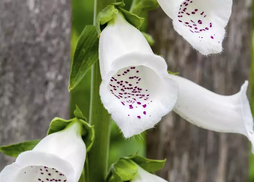 Digitalis purpurea