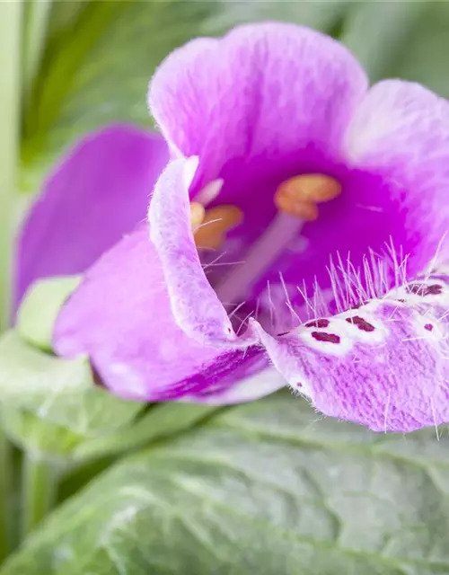 Digitalis purpurea