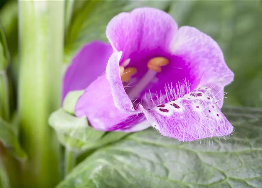 Digitalis purpurea