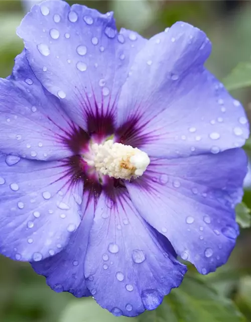 Hibiscus syriacus 'Oiseau Bleu'