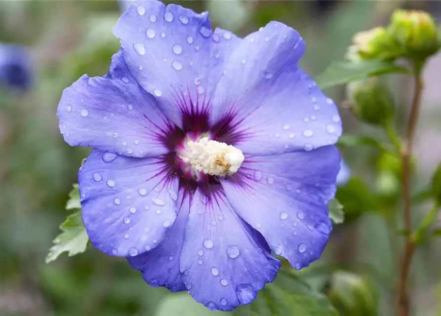 Hibiscus syriacus 'Oiseau Bleu'