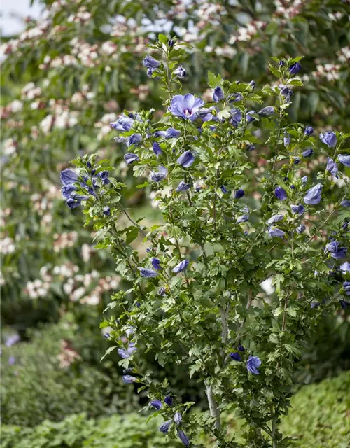 Hibiscus syriacus 'Oiseau Bleu'