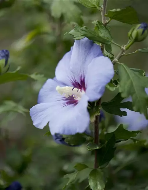 Hibiscus syriacus 'Oiseau Bleu'