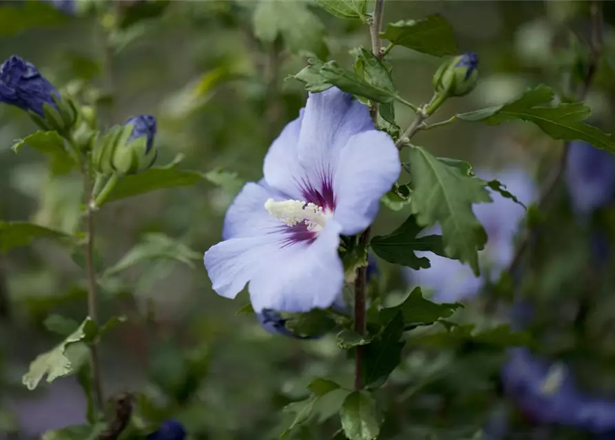 Hibiscus syriacus 'Oiseau Bleu'