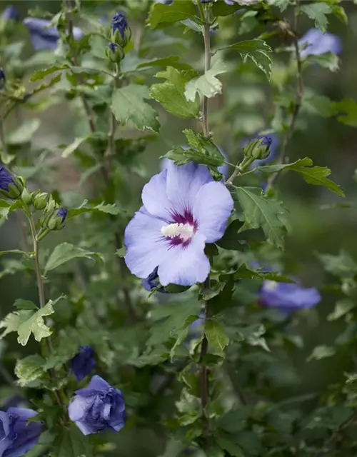 Hibiscus syriacus 'Oiseau Bleu'