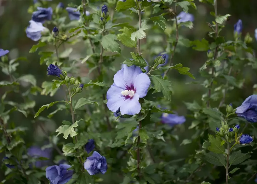 Hibiscus syriacus 'Oiseau Bleu'