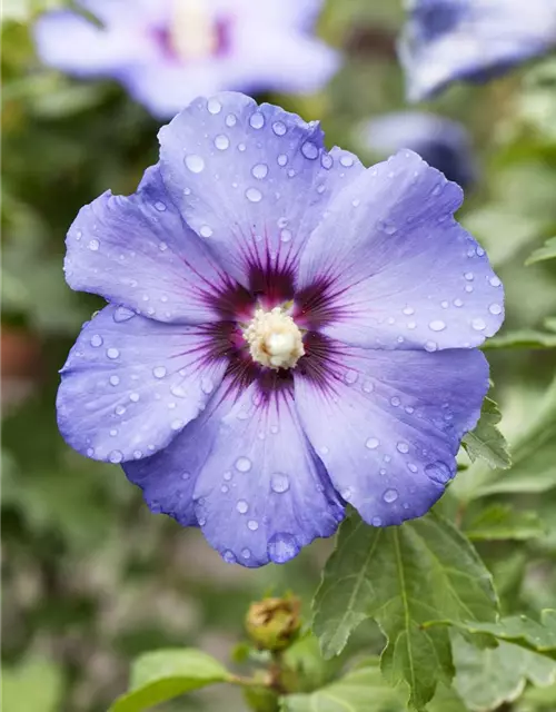 Hibiscus syriacus 'Oiseau Bleu'