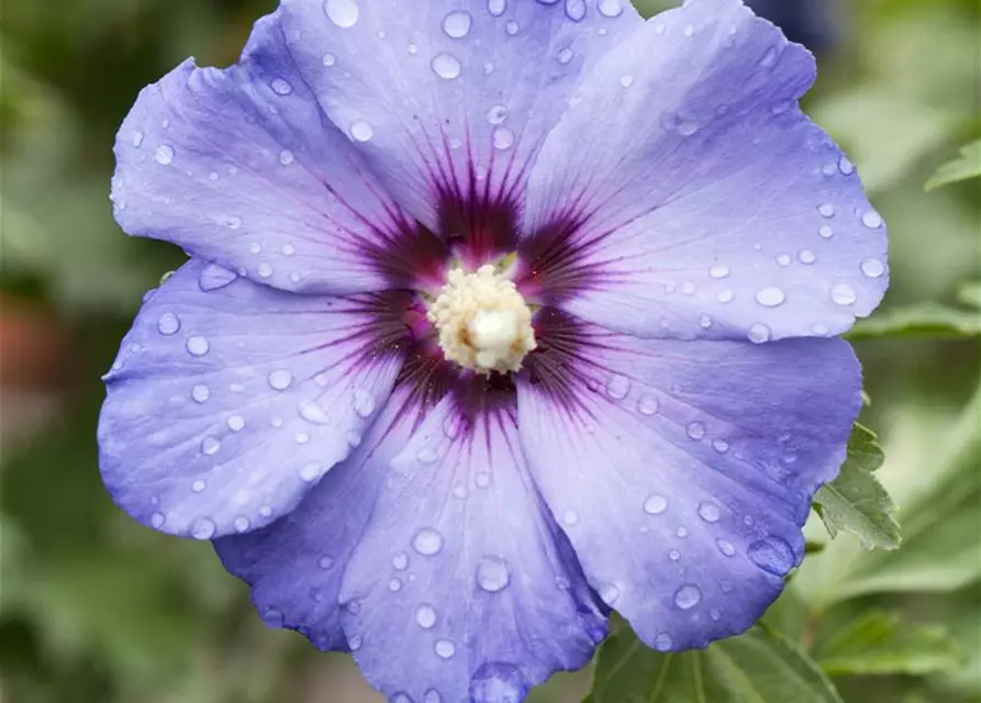 Hibiscus syriacus 'Oiseau Bleu'