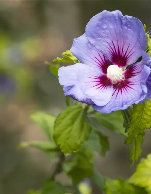 Hibiscus syriacus 'Oiseau Bleu'