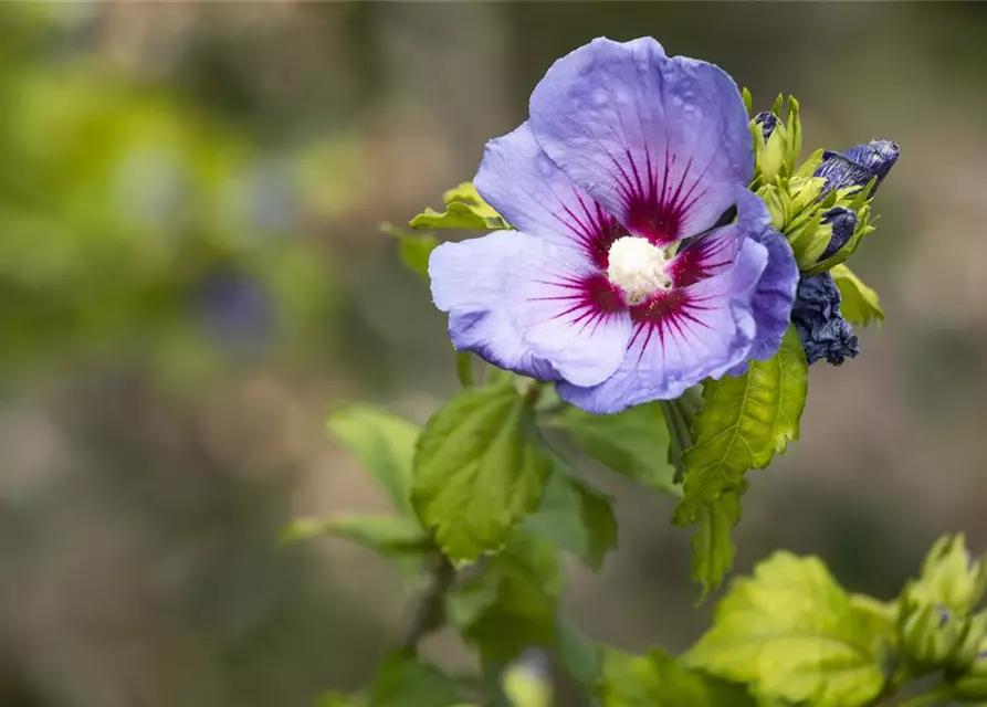 Hibiscus syriacus 'Oiseau Bleu'