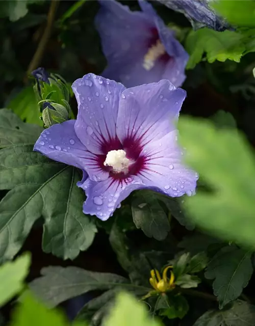 Hibiscus syriacus 'Oiseau Bleu'