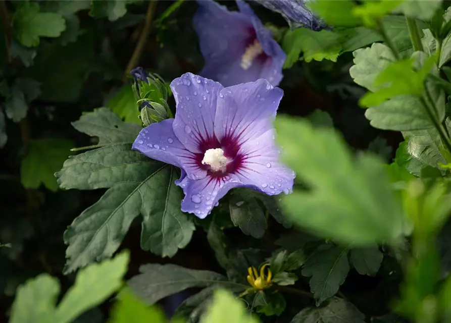 Hibiscus syriacus 'Oiseau Bleu'