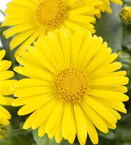 Doronicum orientale