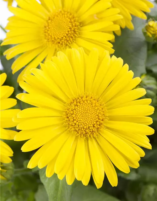 Doronicum orientale