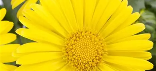 Doronicum orientale