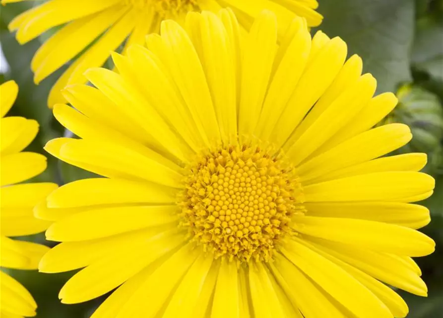 Doronicum orientale